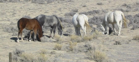 Pferde in wyoming